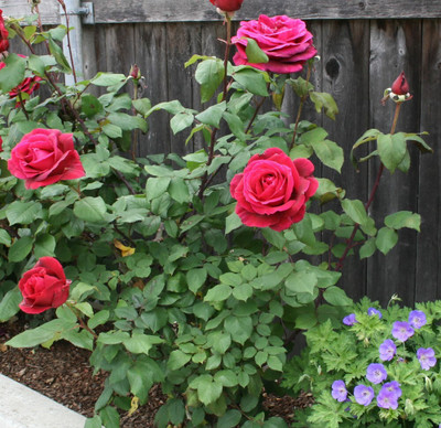 the green dotcom ROSE Seed(25 per packet)