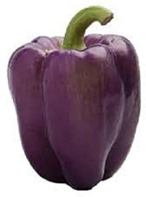 VibeX ® XXL-401 Purple Capsicum Vegetable Seeds Seed(200 per packet)