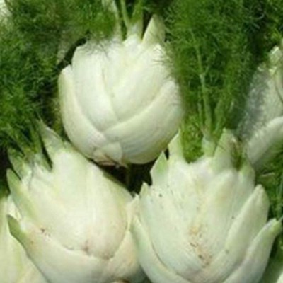 CYBEXIS Vegetable Seeds for Four Seasons Bulb Fennel Seeds 700 Seeds Seed(700 per packet)