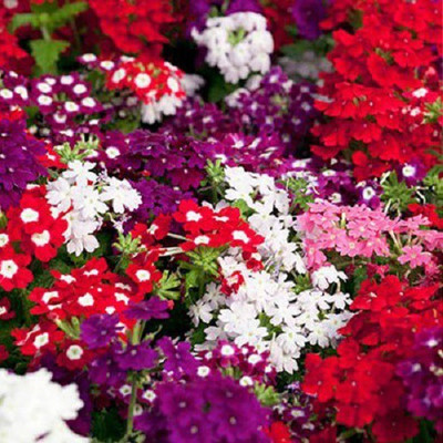 ORAKLE Verbena Mixed Seed(80 per packet)