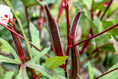 Quentova Burgundy Red Okra Seeds-KTL-7E Seed(150 per packet)