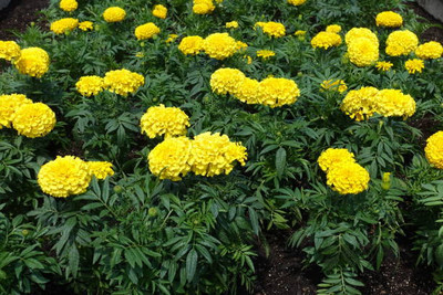 nature boon marigold/gende ka phool flower seeds Seed(50 per packet)