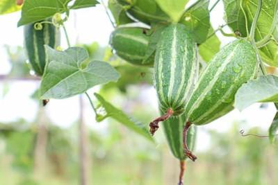 Balcoplant Pointed Gourd,Parwal,Potol Seed(20 per packet)