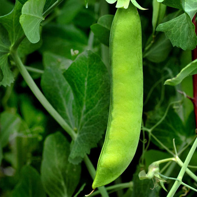WILLVINE TLX-633 Early Frosty Pea Garden Seeds Seed(50 per packet)