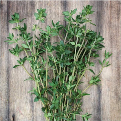 Qualtivate HYB-9A Summer Thyme Seeds Seed(50 per packet)