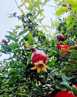 Aywal Dwarf Pomegranate Fruit Tree Seed(35 per packet)