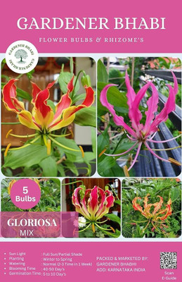 Gardener Bhabi Gloriosa Lily/flame lilies/climbing .Mix Fragrant Summer Flowering Bulbs Seed(5 per packet)
