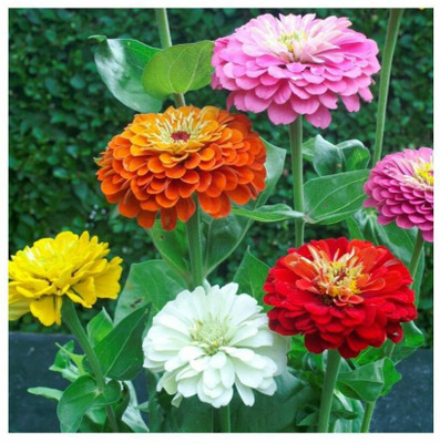 SILTON Zinnia Double Mix Flower Seed(100 per packet)