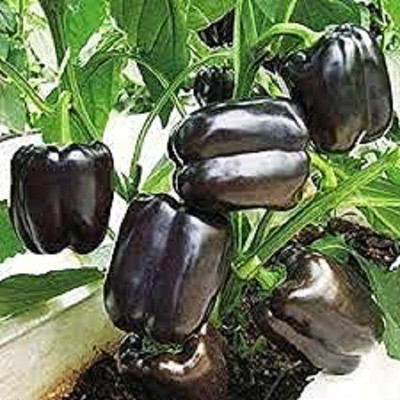 WILLVINE XLR-453 Capsicum Black Vegetable Seeds Seed(200 per packet)