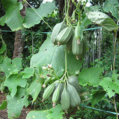 SeeGreen hybrid ridge Gourd Seeds 5 pcs per packet Seed(5 per packet)