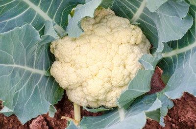 SGPM Collections white cauliflower,gobhee seeds Seed(15 per packet)