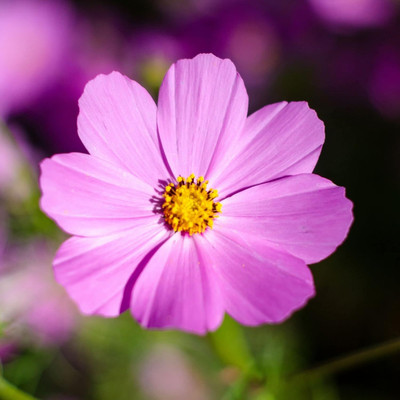 Qualtivate LXI-169 Cosmos ‘Mix’ F1 Hybrid Flower Seeds Seed(25 per packet)