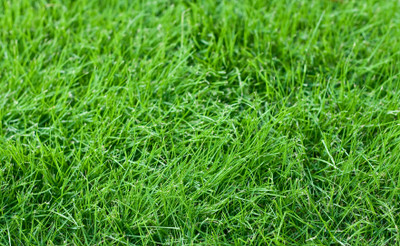 Flipkart SmartBuy Exotic Lawn Grass Seed(20 per packet)