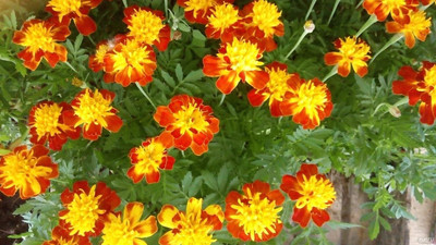 Qualtivate VVI-285 Brown Orange Marigold Seed(500 per packet)