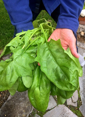Qualtivate ICRA-7A Giant Winter Spinach Non-GMO Seeds Seed(300 per packet)