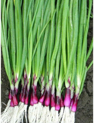 WILLVINE VNR -III Red Welsh Onion Bunching [100g] Seed(300 per packet)
