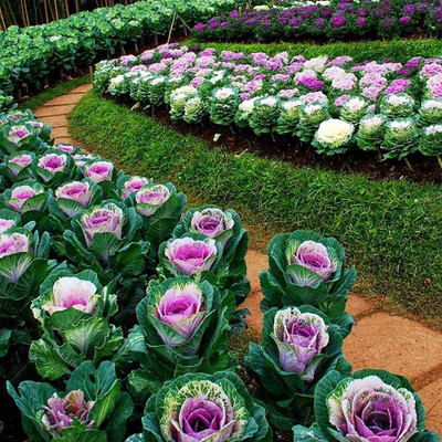 Aywal Ornamental Cabbage / kale Mix Heirloom Flower Seed(10 per packet)