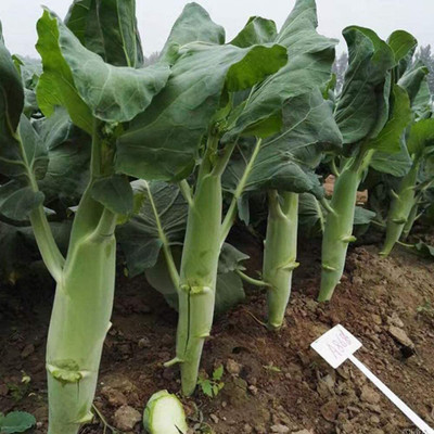 CYBEXIS Brassica oleracea Sweet Crispy Chinese Kale2000 Seeds Seed(2000 per packet)