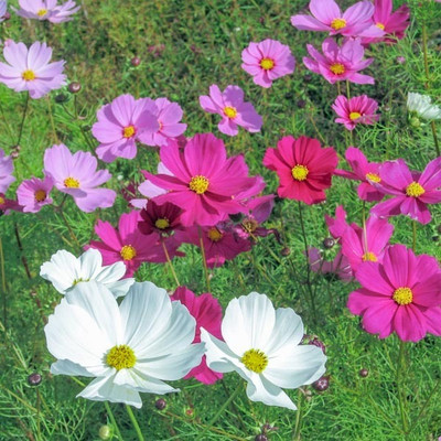 Arshiayat cosmos mix flower-100 Seed(100 per packet)