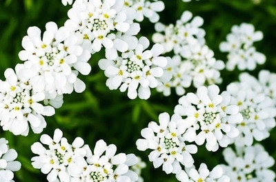 CEZIUS Evergreen candytuft, iberis Seed(60 per packet)