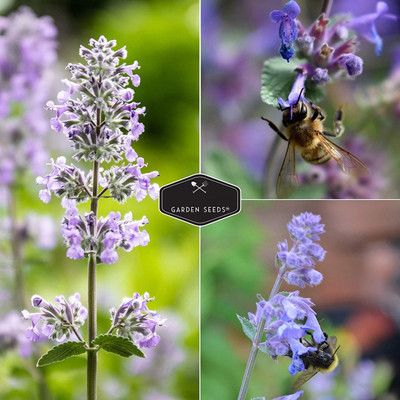 CYBEXIS NDIR-17 - Catnip Mint - (1500 Seeds) Seed(1500 per packet)
