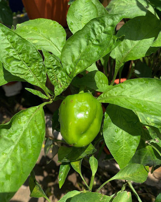 CYBEXIS PUAS-9 - Hybrid Vegetable Green Capsicum - (1350 Seeds) Seed(1350 per packet)