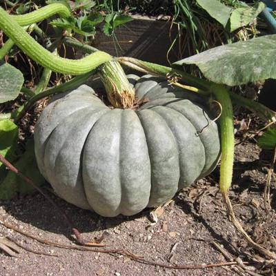 CRGO DIOART-AQW-™Seeds Queensland Blue Pumpkin Non GMO Heirloom-15 SEEDS-PS33 Seed(15 per packet)