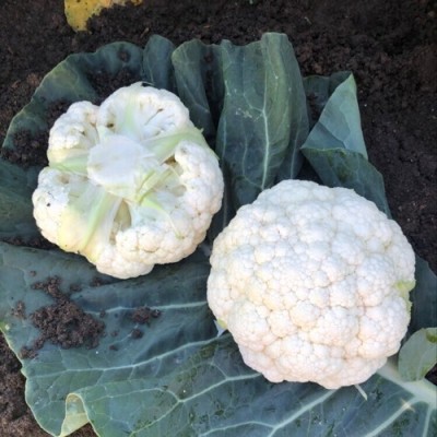 Quentova Cauliflower – Cleozil-4G-VIC Seed(300 per packet)