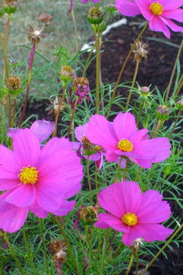 ZIXA Cosmos Flower Seed(30 per packet)