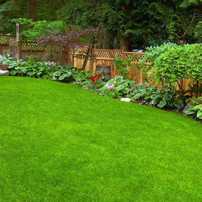 Pbevergreen garden grass seeds Seed(12050 per packet)