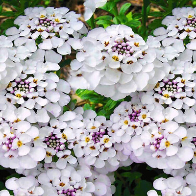 Aywal Candytuft Sempervirens 'Iceberg Superior' Seed(100 per packet)