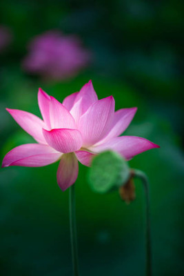 ginnienterpris lotus,kamal gatta Seed(14 per packet)
