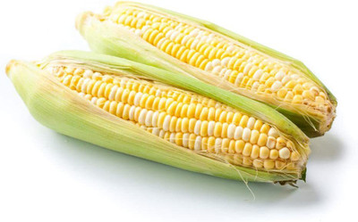 VibeX ® LXI-152 Bi-Color Sweet Corn Seed(500 per packet)