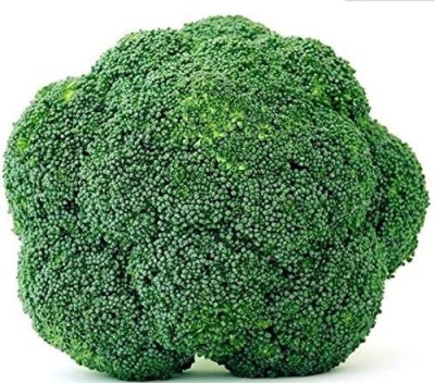 VibeX GUA-49 - Blue Wonder Broccoli - (150 Seeds) Seed(150 per packet)