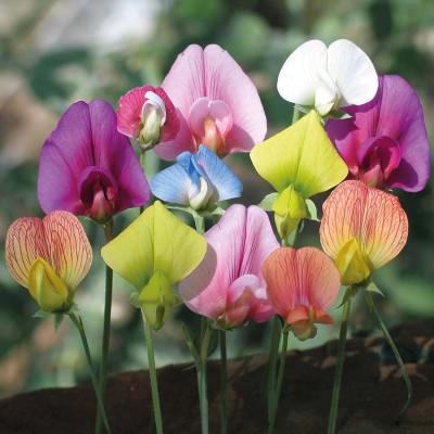 CYBEXIS LX-98 - Beautiful Mix Sweet Pea Flower - (300 Seeds) Seed(300 per packet)