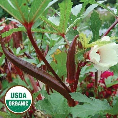 KNESSiN Okra: Burgundy Red-{600 Seeds} Seed(600 per packet)