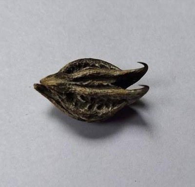 UNIQTRADERS Garuda Mukku / Bat Head Roots Seed(10 per packet)