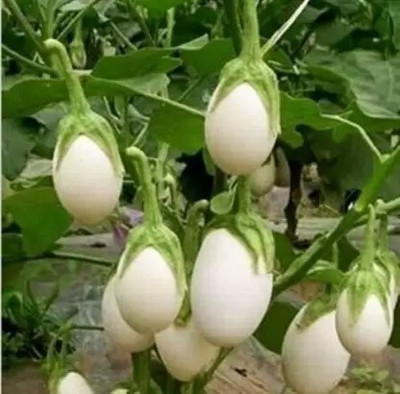 Aro Brinjal white round, Eggplant Seed(16 per packet)