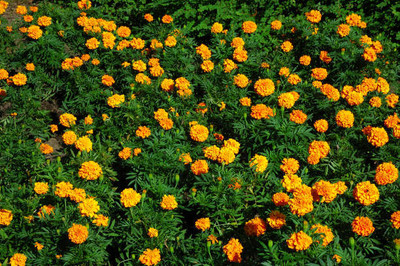 Alberts marigold/gende ka phool flower seeds Seed(50 per packet)