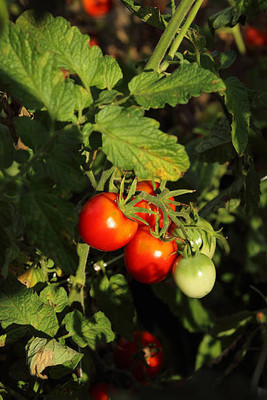 THH tomato Seed(120 per packet)