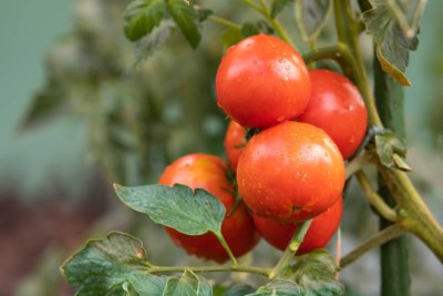 farmgokart tomato Seed(35 per packet)