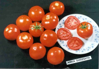 KNESSiN FXD-2 Arka Shreshta Tomato Seed(200 per packet)