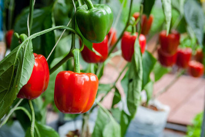 CYBEXIS XLR-74 - Red Capsicum Vegetable - (1350 Seeds) Seed(1350 per packet)