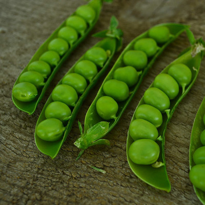 VibeX ® XLR-598 Progress No. 9 Shelling Pea Seed(50 per packet)