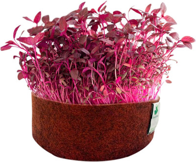 LPR CHUKANDAR,,BEETROOT Seed(30 per packet)