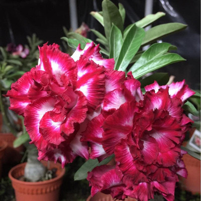 CRGO ADENIUM Seed(60 per packet)