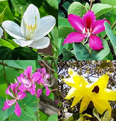 moonqulity kanchan/white /Night Jasmine flower Seed(75 per packet)