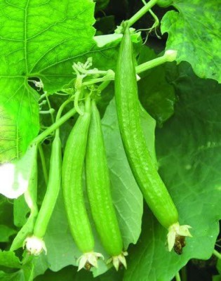 CYBEXIS VXI-2 - Sarputita beej Satputia Gourd - (900 Seeds) Seed(900 per packet)