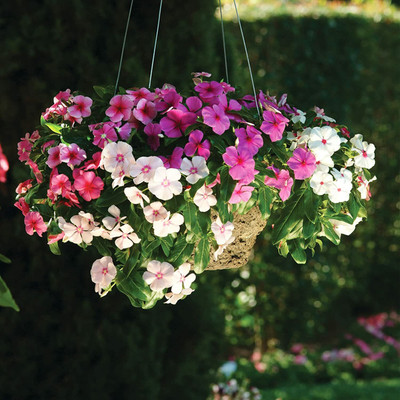 Aywal Vinca rosea Dwarf Mixed Flower Seed(60 per packet)