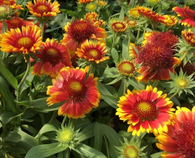 WATIKA Gaillardia aristata Blanket flower Seed(20 per packet)